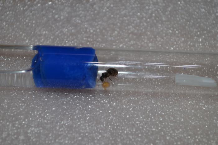 Муха отложила личинку во внутрь королевы